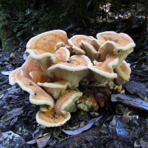 Guiado de Hongos 2 - Parque Huishue hongos y fungis