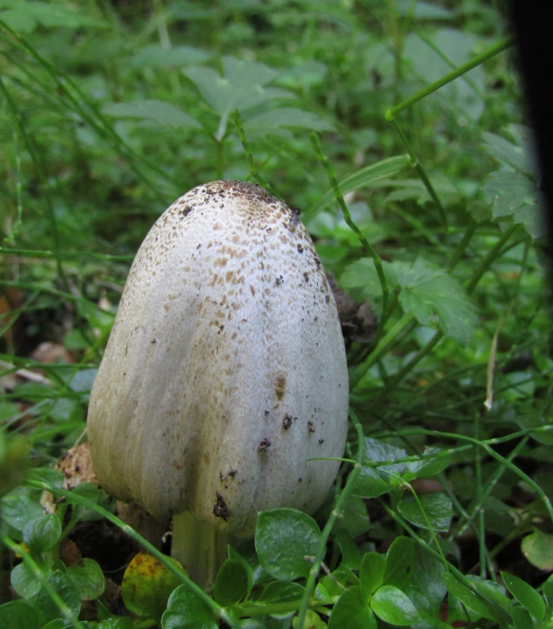 Guiado de Hongos - Parque Huishue